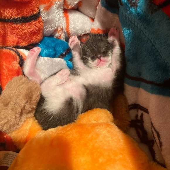 Meet your Posher, Boombilottie Finds - Picture 12 of 15